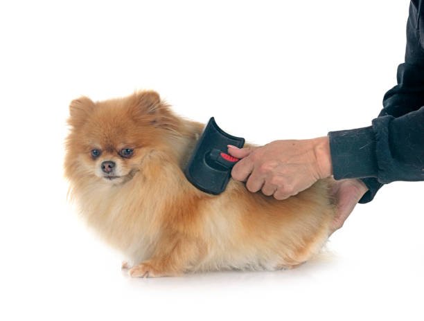 Do Pomeranian dogs shed